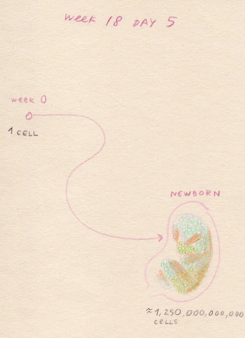 Diary page, week 18 day 5: a line from one cell to a newborn